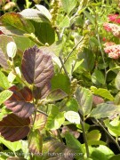 <i>Fothergilla major</i> &lsquo;Mount Airy&rsquo;