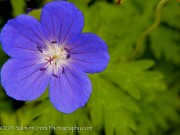 <i>Geranium</i> &lsquo;Brookside&rsquo;
