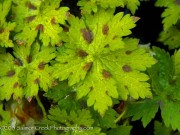 <i>Geranium</i> x <i>monacense</i> &lsquo;Claudine Dupont&rsquo;