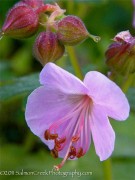 <i>Geranium macrorrhizum</i> &lsquo;Ingwersen�s Variety&rsquo;