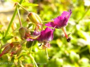 <i>Geranium x monacense</i> &lsquo;Muldoon&rsquo;