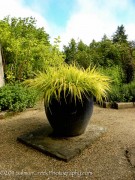 <i>Hakonechloa macra</i> &lsquo;All Gold&rsquo;