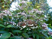 <i>Hydrangea aspera</i> &lsquo;Rocklon&rsquo;