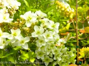 <i>Hydrangea quercifolia</i> &lsquo;Snowflake&rsquo;