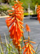 <em>Kniphofia</em>  &lsquo;Nancys Red&rsquo;