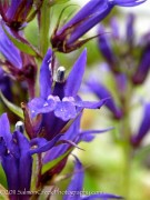 <i>Lobelia</i> &lsquo;Grape Knee-Hi&rsquo;