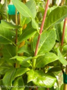 <i>Lonicera periclymenum</i> &lsquo;Belgica&rsquo;