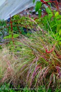<i>Miscanthus sinensis</i> &lsquo;Kleine Fontaine&rsquo;