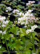 <i>Mukdenia rossii</i> &lsquo;Karasuba&rsquo;