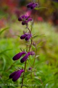 <i>Penstemon</i> x <i>x mexicali</i> &lsquo;Pike�s Peak Purple&rsquo;