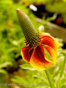 <i>Ratibida columnifera f. pulcherrima</i> &lsquo;Red Midget&rsquo;