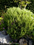 <i>Rosmarinus officinalis</i> &lsquo;Irene&rsquo;