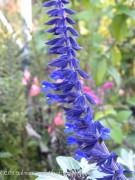 <em>Salvia leucantha x elegans &lsquo;Anthony Parker&rsquo;</em>
