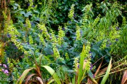 <i>Salvia mexicana</i> &lsquo;Limelight&rsquo;