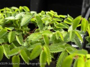 <em>Sanguisorba officinalis</em>  &lsquo;Chocolate Tip&rsquo;