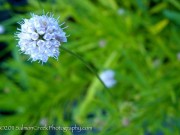 <i>Succisella inflexa</i> &lsquo;Frosted Pearls&rsquo;