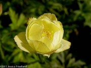 <i>Trollius</i> x <i>x cultorum</i> &lsquo;Cheddar&rsquo;