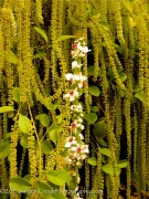 <i>Verbascum nigrum</i> &lsquo;Album&rsquo;
