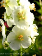 <i>Verbascum phoeniceum</i> &lsquo;Flush of White&rsquo;