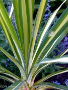 <i>Yucca</i> &lsquo;Garlands Gold&rsquo;