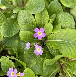 Current Staff&rsquo;s Favorite Plant