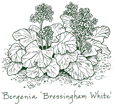 Bergenia &lsquo;Bressingham White&rsquo;