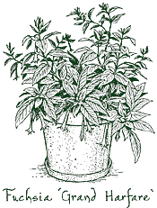 <i>Fuchsia</i> &lsquo;Grand Harfare&rsquo;