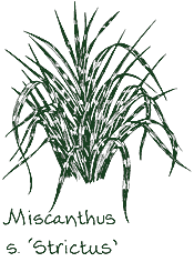 <i>Miscanthus sinensis</i> &lsquo;Strictus&rsquo;