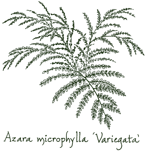 Azara microphylla &lsquo;Variegata&rsquo;