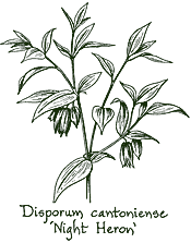 <i>Disporum longistylum</i> &lsquo;Night Heron&rsquo;