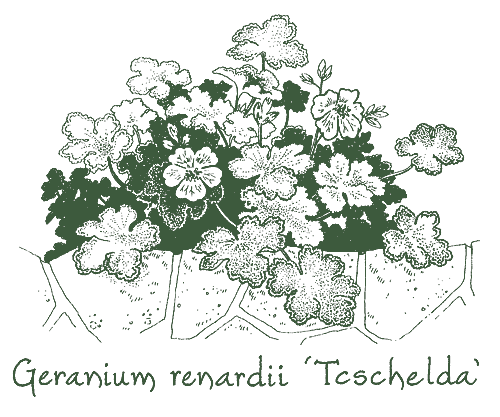Geranium renardii &lsquo;Tcschelda&rsquo;