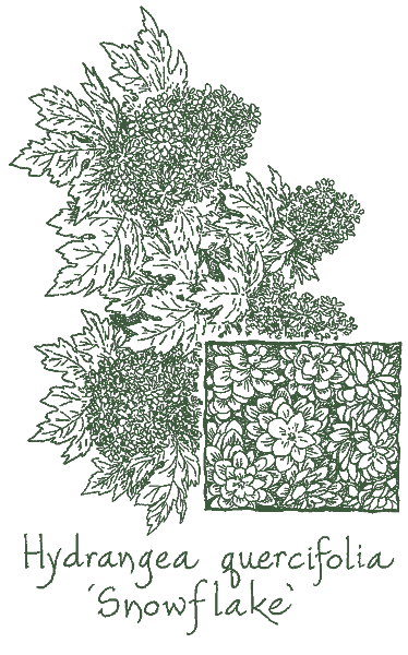 Hydrangea quercifolia &lsquo;Snowflake&rsquo;