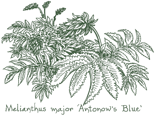 Melianthus major ‘Antonow�s Blue’