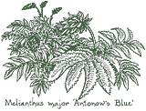 <i>Melianthus major</i> &lsquo;Antonow�s Blue&rsquo;