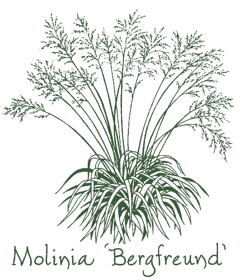 Molinia caerulea &lsquo;Bergfreund&rsquo;