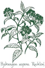<i>Hydrangea aspera</i> &lsquo;Rocklon&rsquo;
