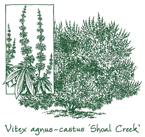 Vitex agnus-castus &lsquo;Shoal Creek&rsquo;