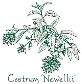 <i>Cestrum</i> &lsquo;Newellii&rsquo;