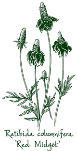 <i>Ratibida columnifera f. pulcherrima</i> &lsquo;Red Midget&rsquo;