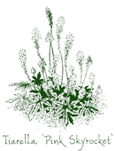 <i>Tiarella</i> &lsquo;Pink Skyrocket&rsquo;