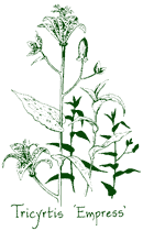 <i>Tricyrtis</i> &lsquo;Empress&rsquo;
