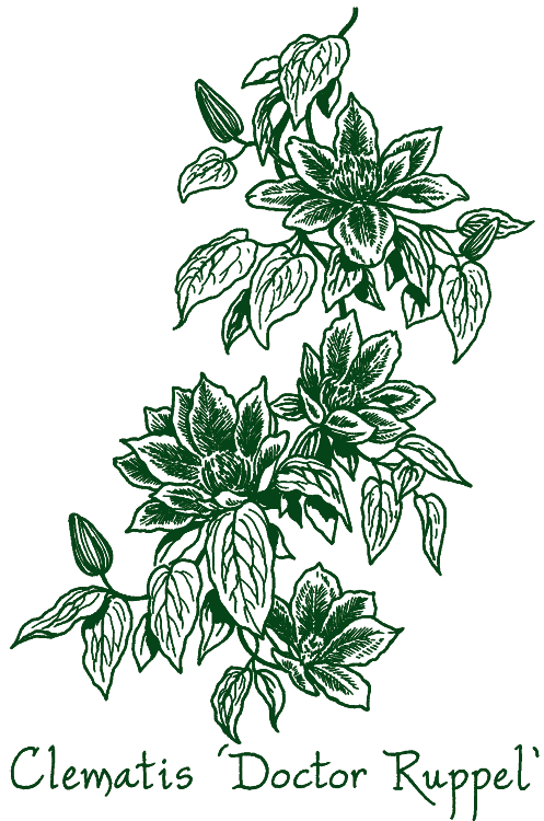Clematis &lsquo;Doctor Ruppel&rsquo;