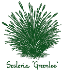 <i>Sesleria</i> &lsquo;Greenlee&rsquo;