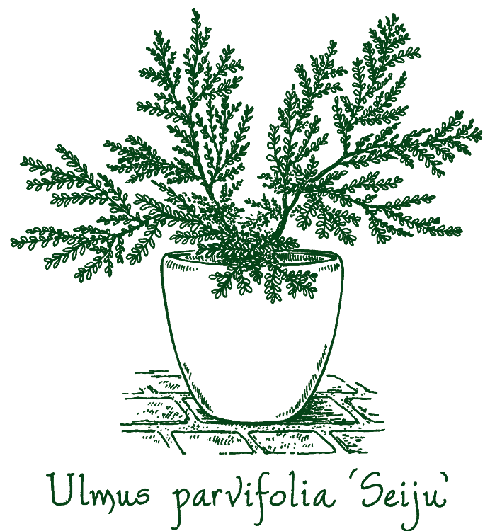 Ulmus parvifolia &lsquo;Seiju&rsquo;
