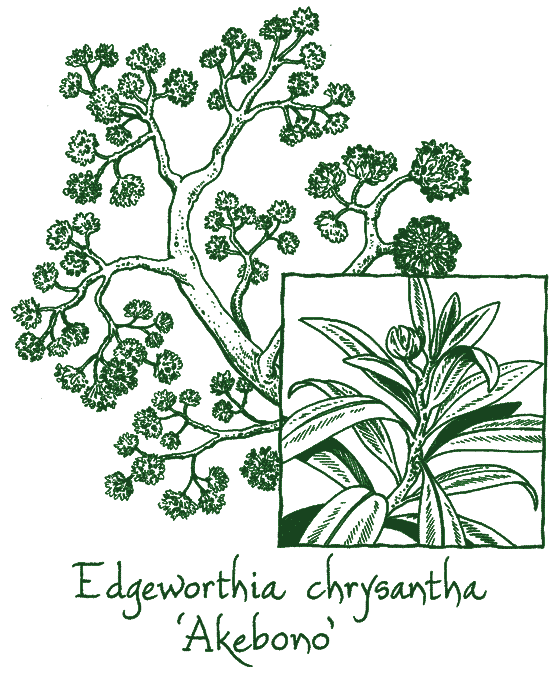 Edgeworthia chrysantha &lsquo;Akebono&rsquo;