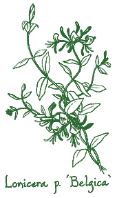 <i>Lonicera periclymenum</i> &lsquo;Belgica&rsquo;