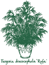 <i>Fargesia dracocephala</i> &lsquo;Rufa&rsquo;