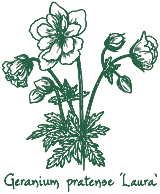 <i>Geranium pratense</i> &lsquo;Laura&rsquo;