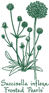 <i>Succisella inflexa</i> &lsquo;Frosted Pearls&rsquo;