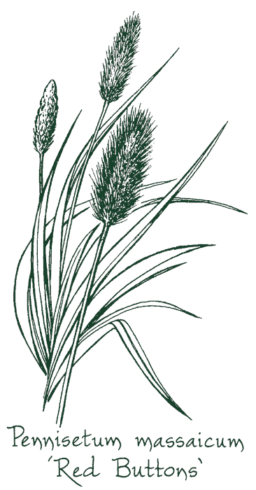 Pennisetum massaicum &lsquo;Red Buttons&rsquo;